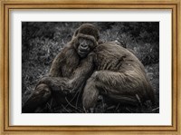 Framed Gorillas 2