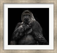 Framed Male Gorilla 2 Black