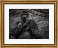 Framed Male Gorilla 2 Black