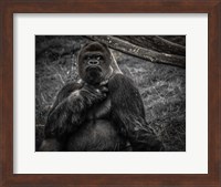 Framed Male Gorilla 2 Black