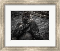 Framed Male Gorilla 2 Black