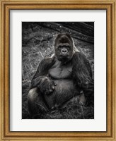 Framed Male Gorilla 3