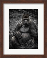 Framed Male Gorilla 3