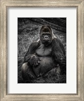 Framed Male Gorilla 3