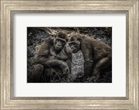 Framed Gorillas 3