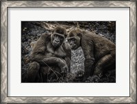 Framed Gorillas 3