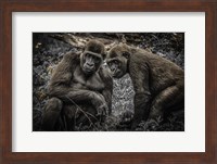 Framed Gorillas 3