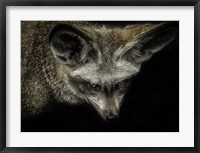 Framed Cute Fox with Big Ears