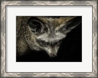 Framed Cute Fox with Big Ears