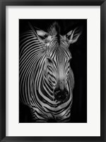 Framed Zebra 3 Black & White