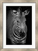 Framed Zebra 3 Black & White