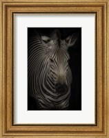 Framed Zebra 3