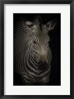 Framed Zebra 3