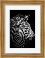 Framed Zebra 4 Black & White