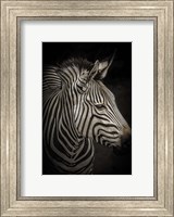 Framed Zebra 4