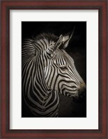 Framed Zebra 4