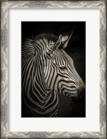 Framed Zebra 4