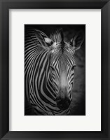 Framed Zebra 5 Black & White
