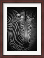 Framed Zebra 5 Black & White