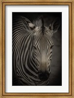 Framed Zebra 5