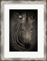 Framed Zebra 5