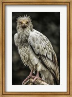 Framed White Vulture