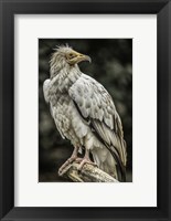 Framed White Vulture 2