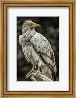 Framed White Vulture 2