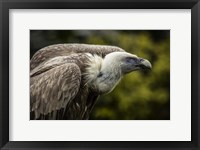 Framed Vulture 3