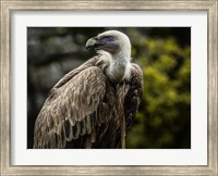 Framed Vulture 4