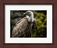 Framed Vulture 4