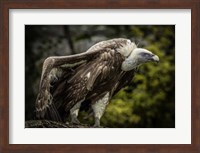 Framed Vulture 5