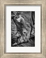 Framed Male Rhino Black & White