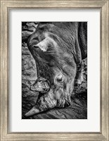 Framed Male Rhino Black & White