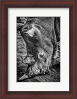 Framed Male Rhino Black & White