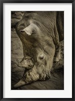 Framed Male Rhino