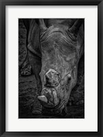 Framed Male Rhino 2 Black & White
