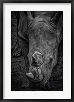 Framed Male Rhino 2 Black & White