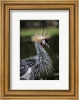 Framed Yellow Crowned Crane