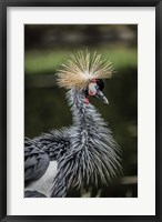 Framed Yellow Crowned Crane