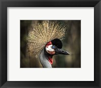 Framed Yellow Crowned Crane 2