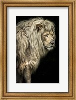 Framed Big Male Lion