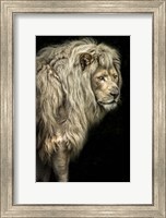 Framed Big Male Lion