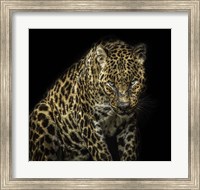 Framed Angry Jaguar