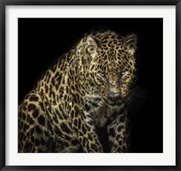 Framed Angry Jaguar