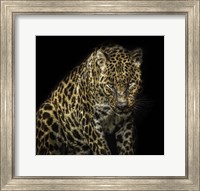 Framed Angry Jaguar