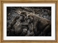 Framed Gorillas 4