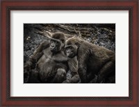Framed Gorillas 4