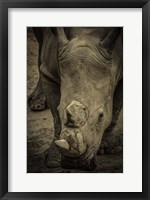 Framed Male Rhino 2