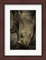 Framed Male Rhino 2